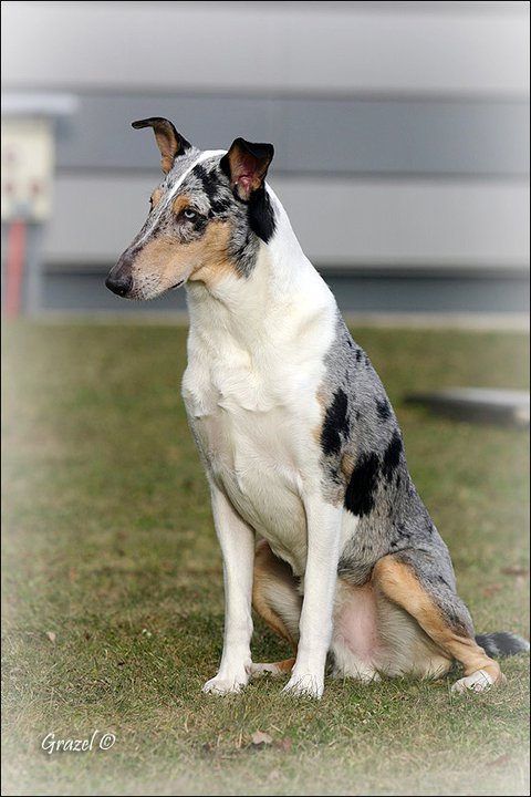 DuoCacib Brno 2011: 2x CACIB + qualification CRUFTs 2012